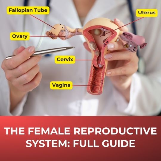 The Female Reproductive System: Full Guide