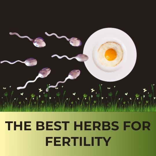 THE BEST HERBS FOR FERTILITY: EVERYTHING YOU NEED TO KNOW