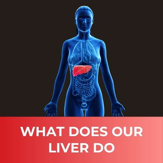 What does our liver do