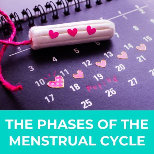 Menstrual cycle's phases