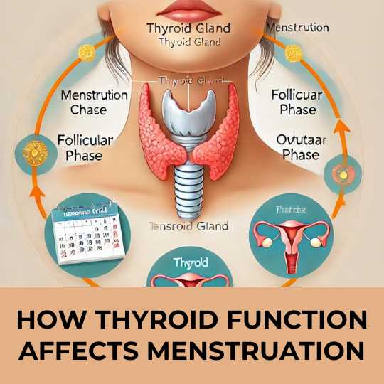 How Thyroid Function Affects Menstruation