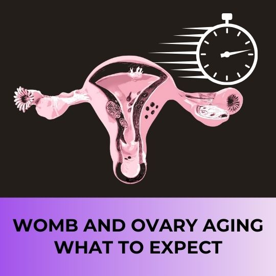 Womb and Ovary Aging: What to Expect